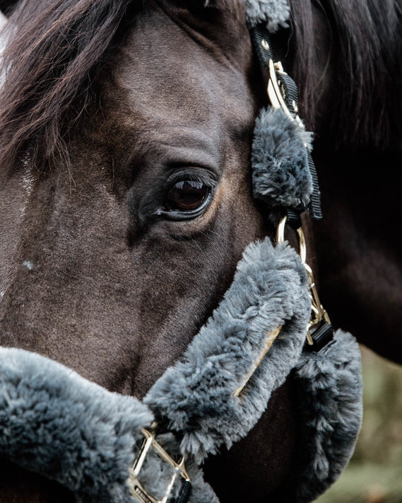 Halsters & toebehoren