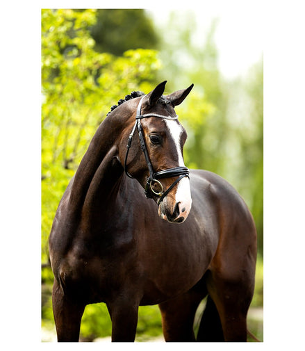 BR Hoofdstel Plymouth II