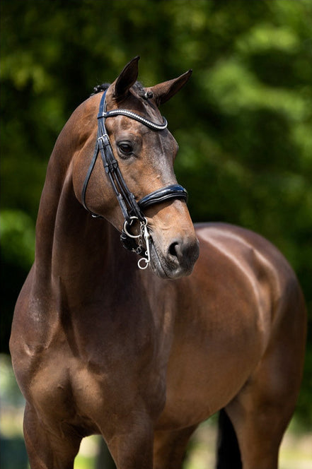 BR Hoofdstel Keswick Stang&Trens