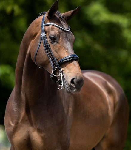 BR Headstall Keswick Snaffle