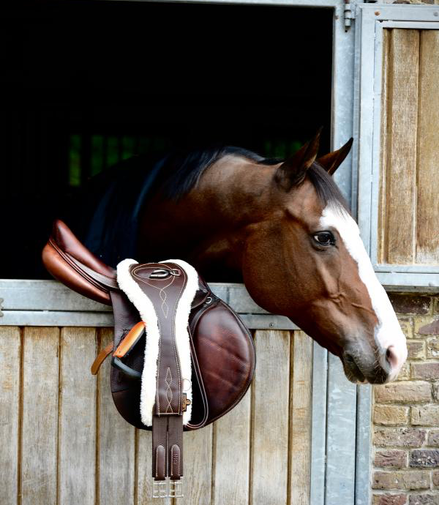 Kentucky Anatomische Singel Wol