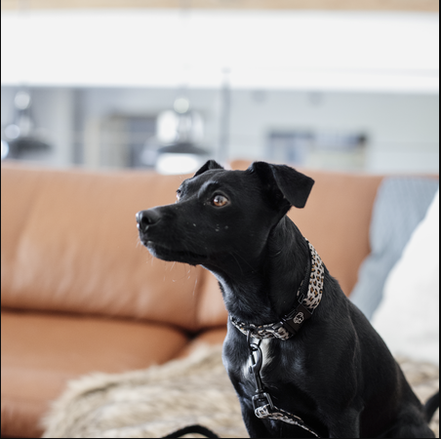 Kentucky Dog Collar Leopard