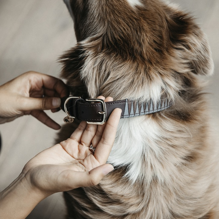 Kentucky Leiband Hond triangle