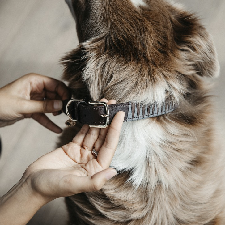 Kentucky Leiband Hond triangle