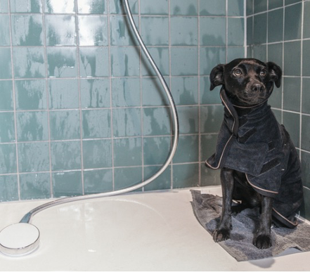 Kentucky Dog Coat Towel