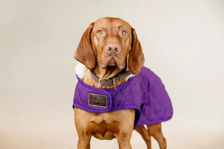 Kentucky Regenjas Hond Paars