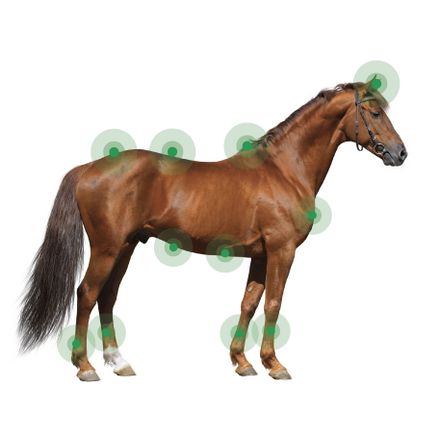 Animaderm Derfen Cream Clear