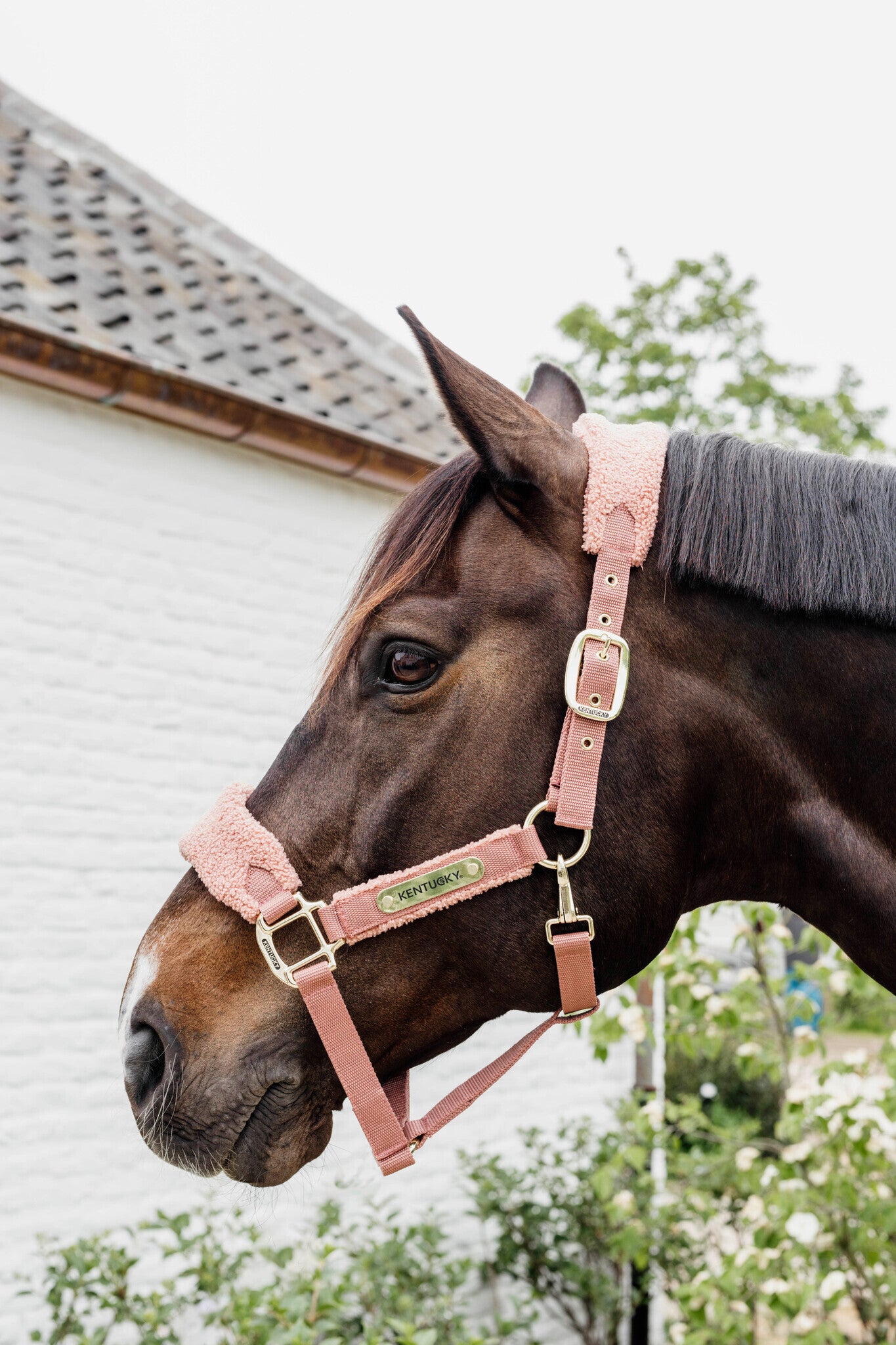 Kentucky Teddy Fleece Halster