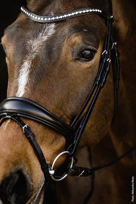 Schockemöhle Brantford Anatomical Hoofdstel