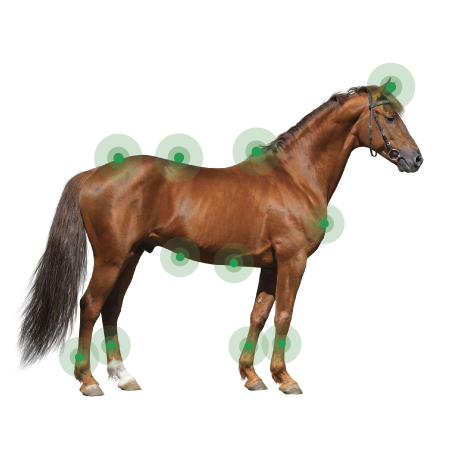 Animaderm Derfen Original Cream