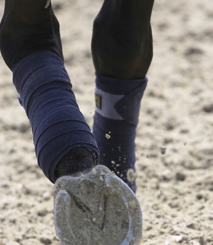 Kentucky Polar Fleece Polos - Set of 4