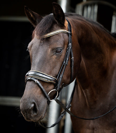 HB Showtime Golden Dreams