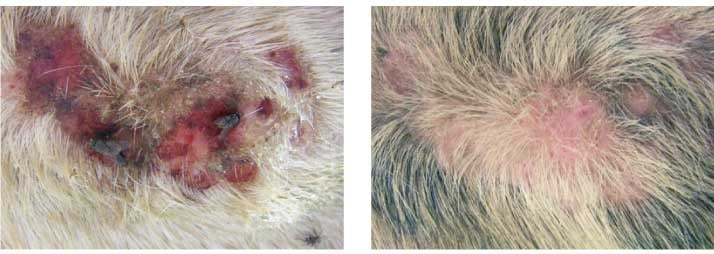 Animaderm Derfen Original Cream