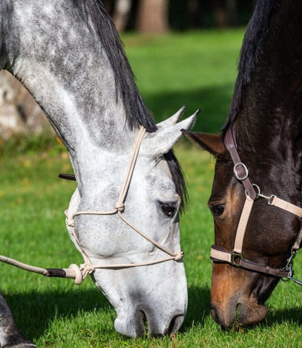 Dy'on Traveling Head Collar - La Cense