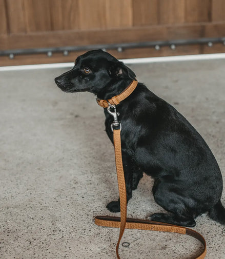 Dy'on Basket Honden Lijn 1m