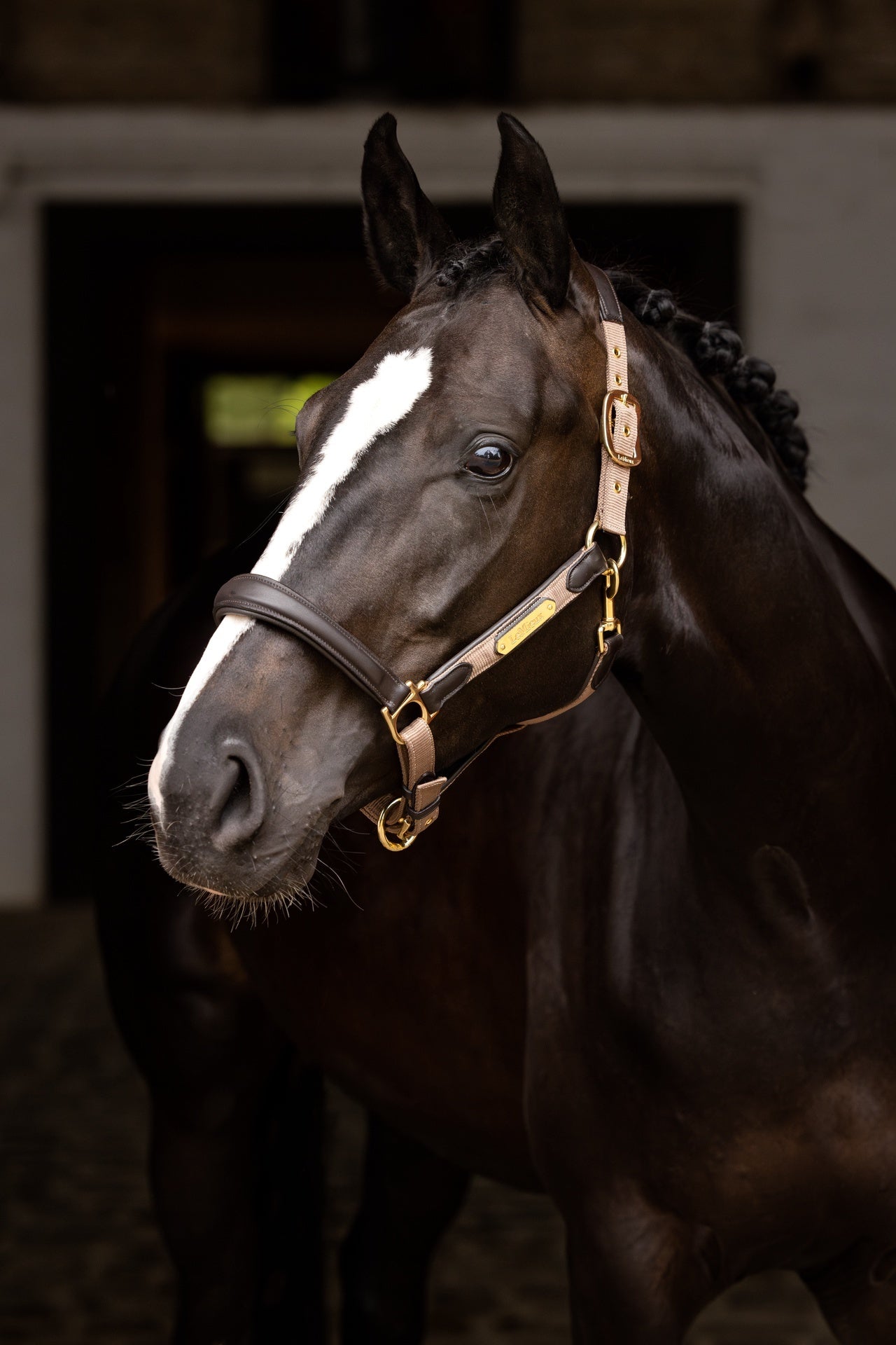 LeMieux Capella Halster Leder