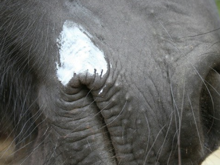 Animaderm Natjely balsem 300ml