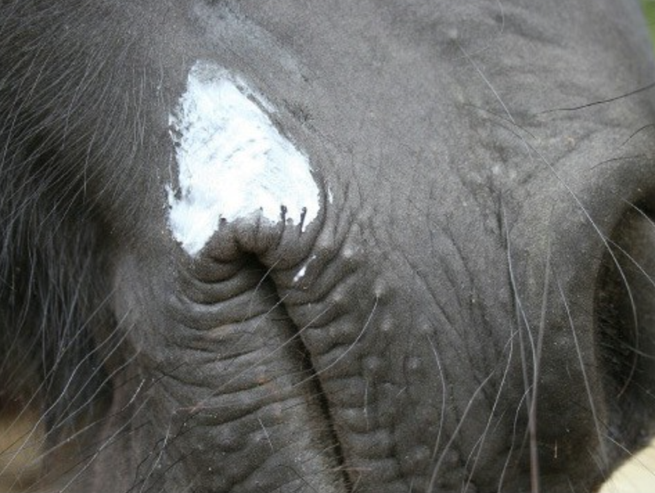 Animaderm Natjely balsem 300ml