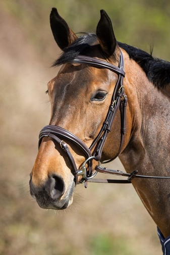 HFI Elegant Hoofdstel