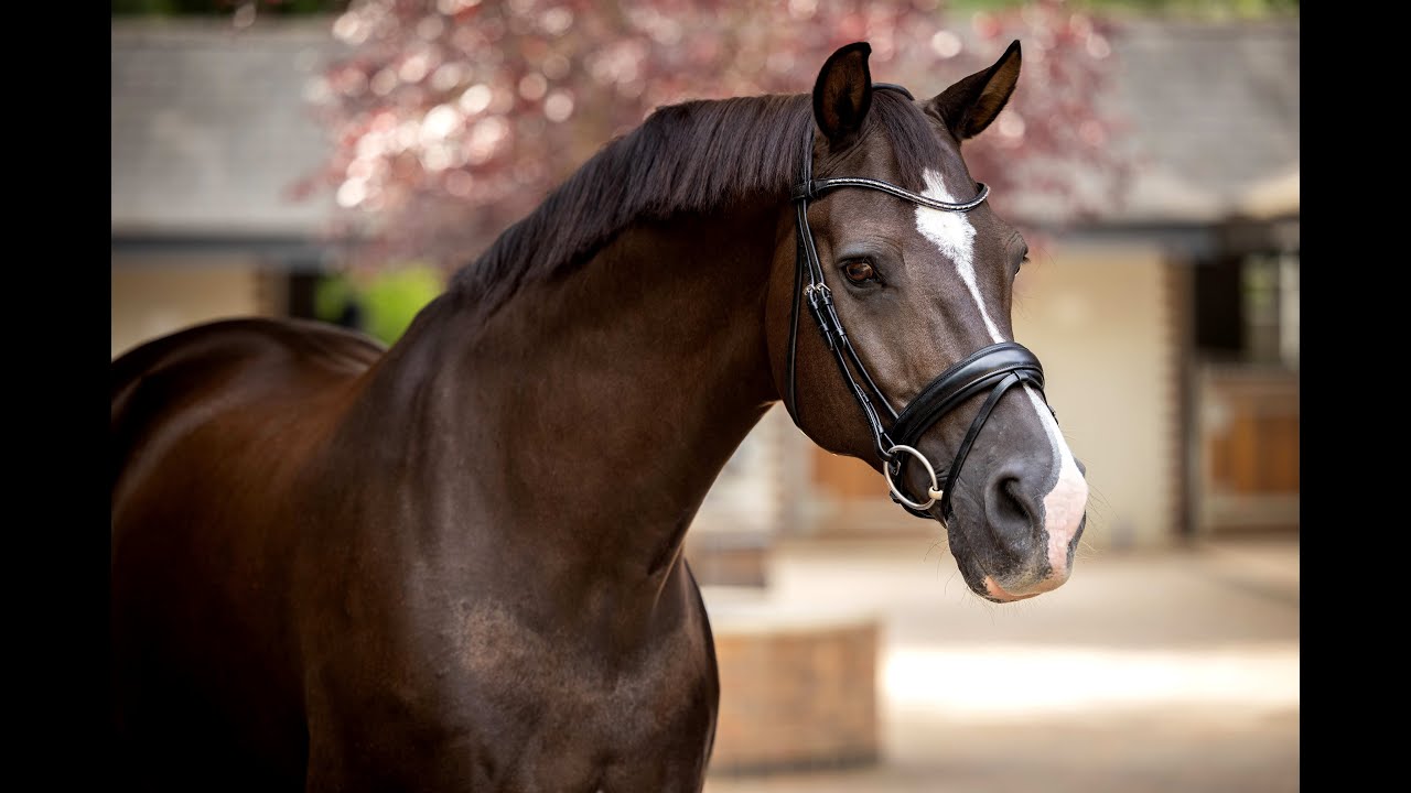 LeMieux Arika Dressage Hoofdstel