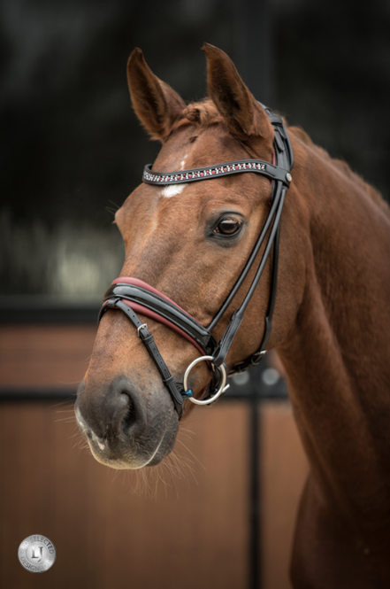 LJ Leathers Syana Stang En Trens Rongenaaid