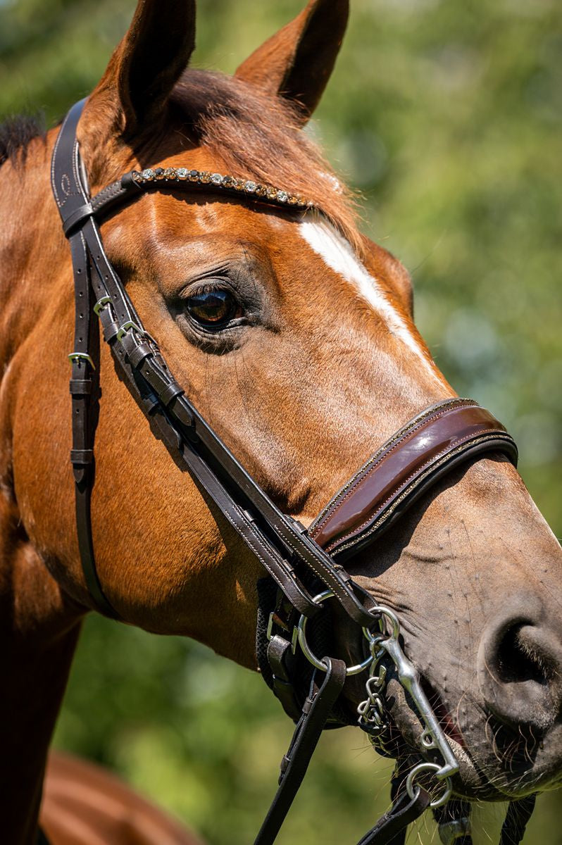 HB Showtime Special for You