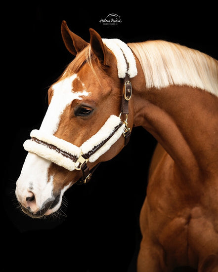 LJ Leathers Halster Nylon Met Vacht