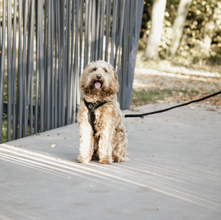 Kentucky Dog Harness Active Velvet