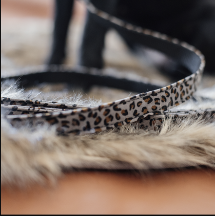 Kentucky Dog Leash Leopard