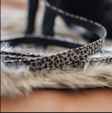 Kentucky Dog Leash Leopard