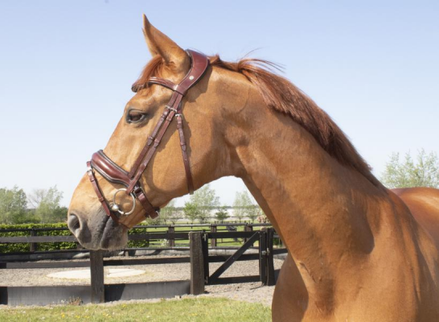 LJ Leathers Hoofdstel Superior