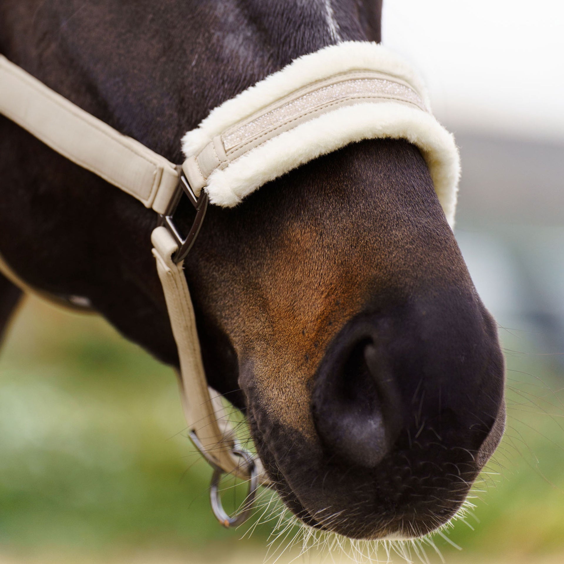 Imperial Riding Halster IRHJewel