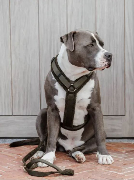 Kentucky Dog Harness Active Teddy Fleece