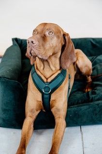 Kentucky Dog Harness Active Velvet