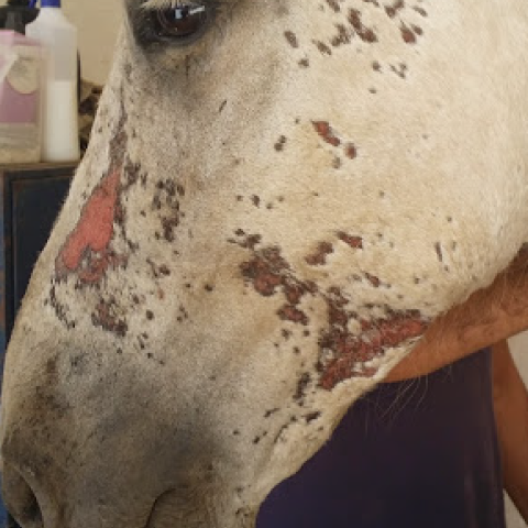 Animaderm Cutene 200ml