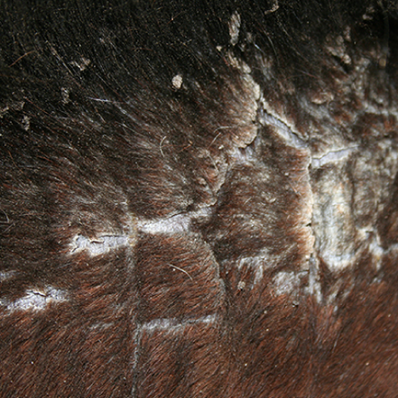 Animaderm Cutene 200ml