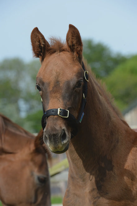 Bucas Foal Halter Dublin