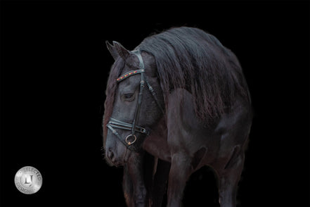 LJ Leathers Frondeel Belgium