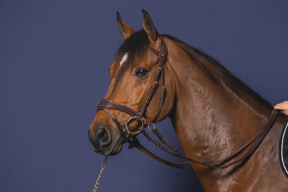 Dy'on D Motion Hoofdstel