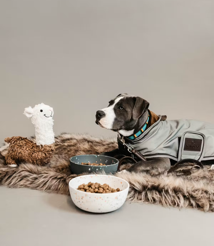 Kentucky Dog Coat Reflective & Water Repellent