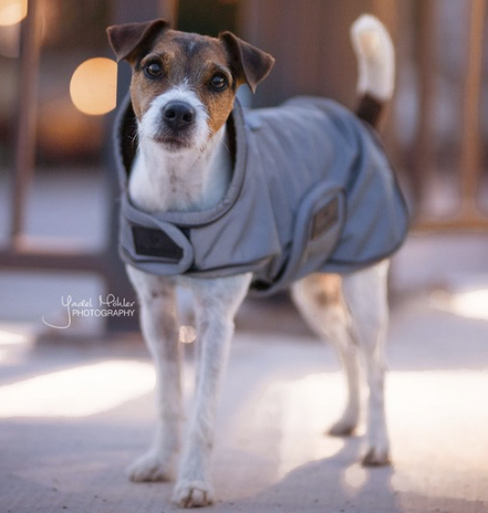 Kentucky Dog Coat Reflective & Water Repellent