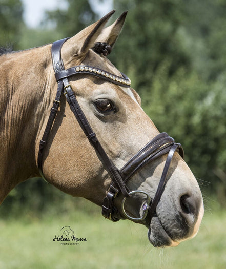 LJ Leathers Hoofdstel Dorado; lak aansnoer neusriem