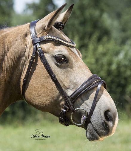 LJ Leathers Hoofdstel Dorado; lak aansnoer neusriem