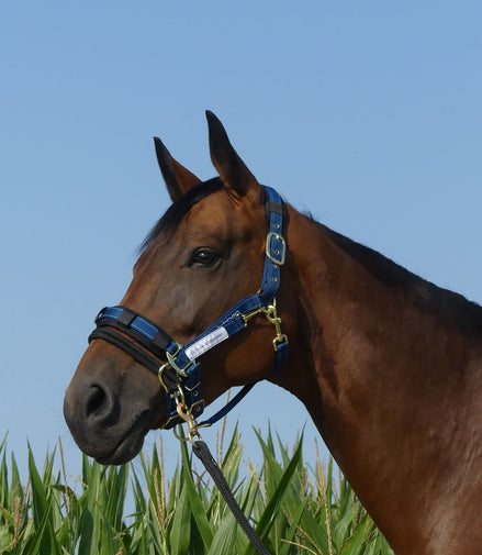 Stübben LK Controller For Stable Halters