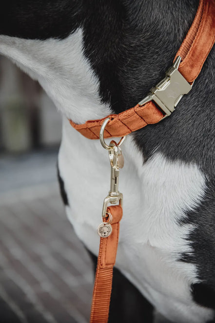 Kentucky Hondenhalsband Velvet
