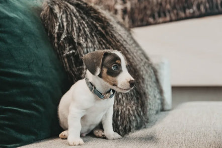 Kentucky Hondenhalsband Velvet