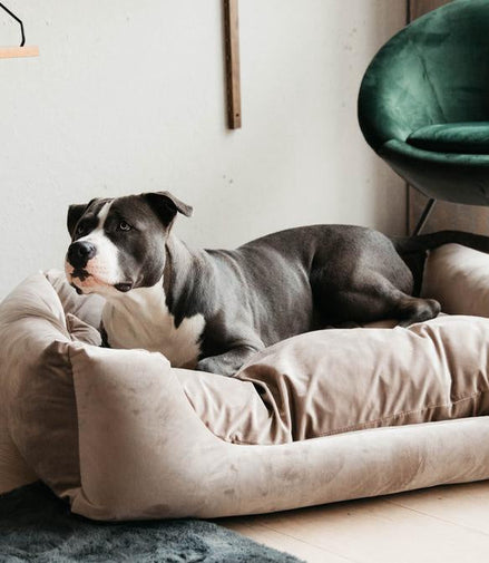 Kentucky Hondenmand Velvet