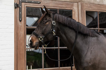 Kentucky Gevlochten Nylon halster