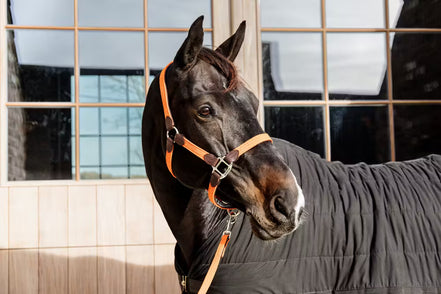 Kentucky Gevlochten Nylon halster