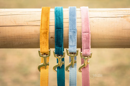 Kentucky Dog Leash Velvet